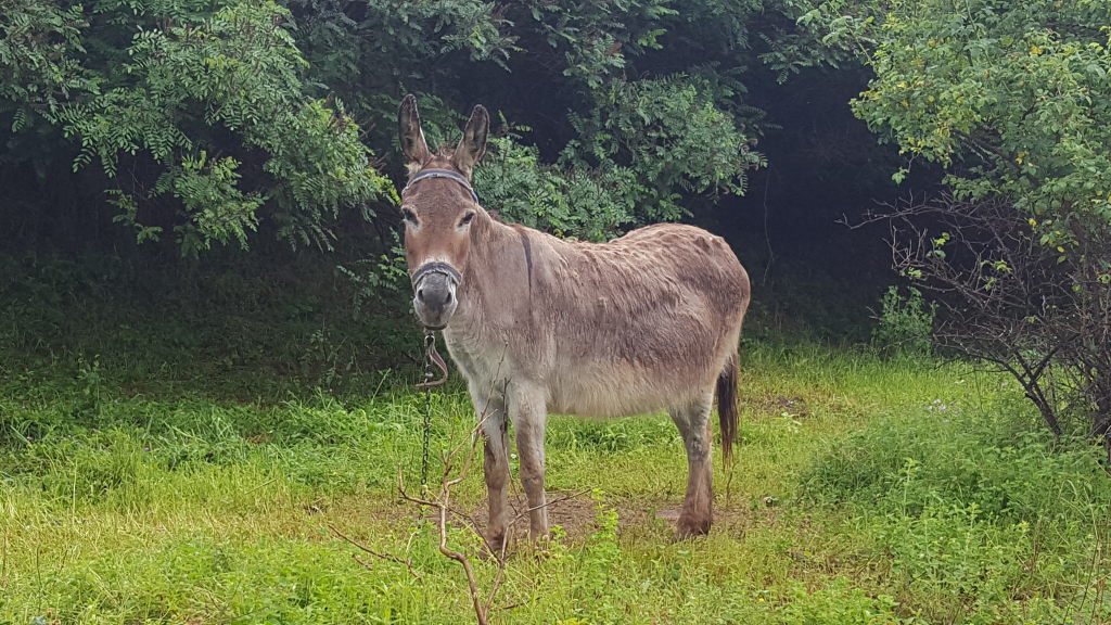 Kloster Tscherepisch: Tagesausflug mit Zug, Esel & Felstal-Stille