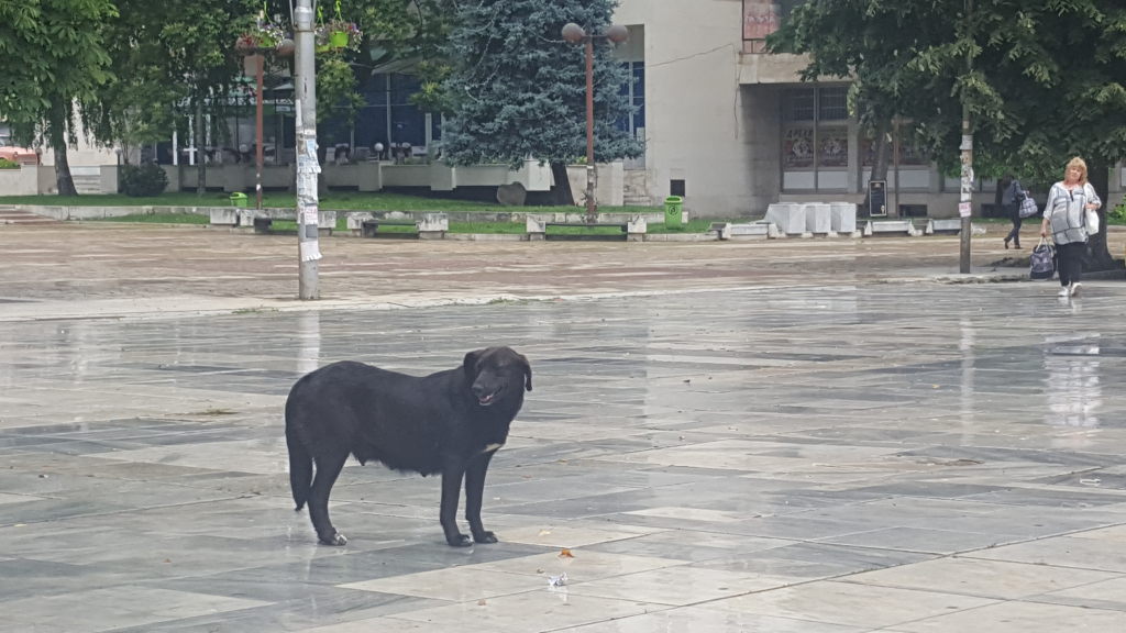 Schwarzer Straßenhund auf einem nassen Stadtplatz in Cherepish, Bulgarien