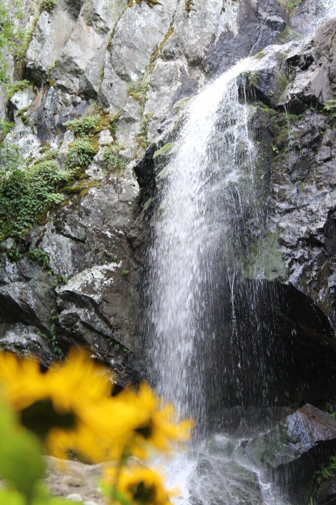 Wasserfall an Felswand beim Boyana Wasserfall nahe Sofia mit gelben Blumen im Vordergrund