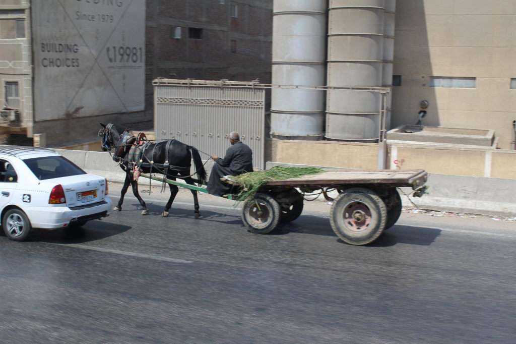Pferdekutsche mit Mann auf belebter Straße in Kairo neben weißem Auto