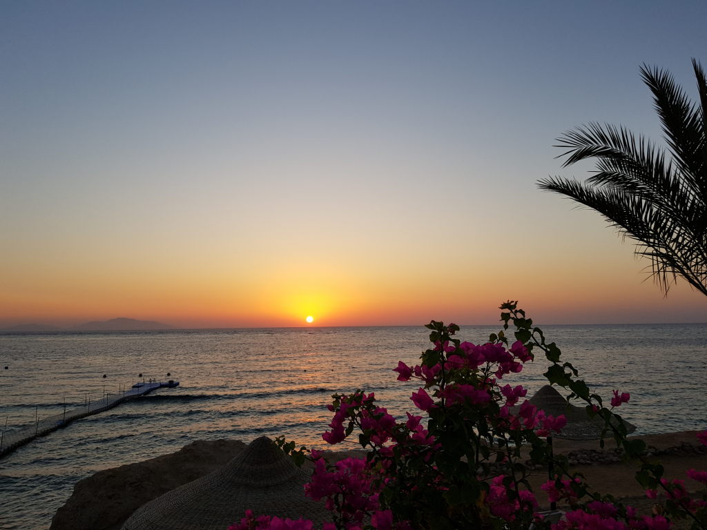 Sonnenaufgang über dem Roten Meer in Scharm El-Scheich mit Bougainvillea und Palme
