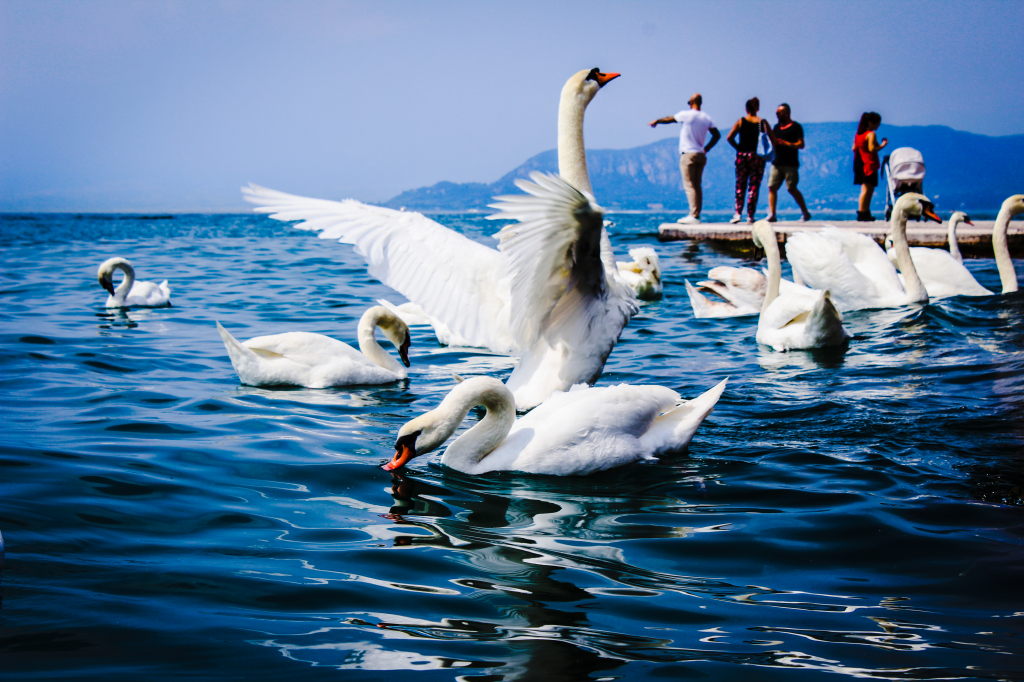 Schwäne am Gardasee in Lazise, einer schlägt die Flügel aus, Touristen auf Steg