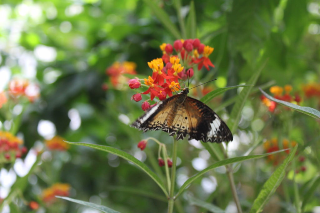 Schmetterling auf roten und orangefarbenen Blüten im Wiener Schmetterlinghaus