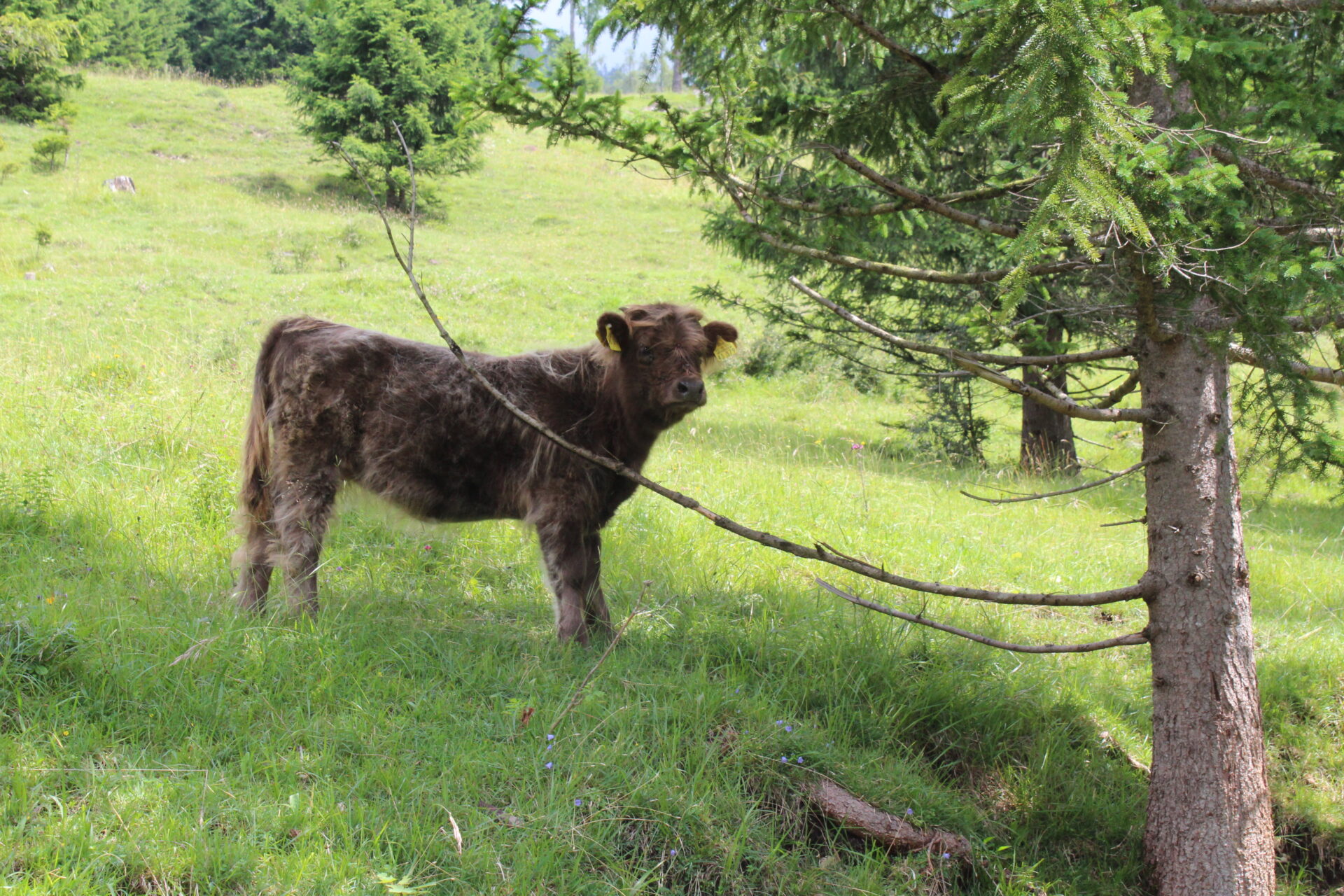 Braunes Galloway-Kalb auf grüner Almwiese am Wendelstein neben einer Fichte