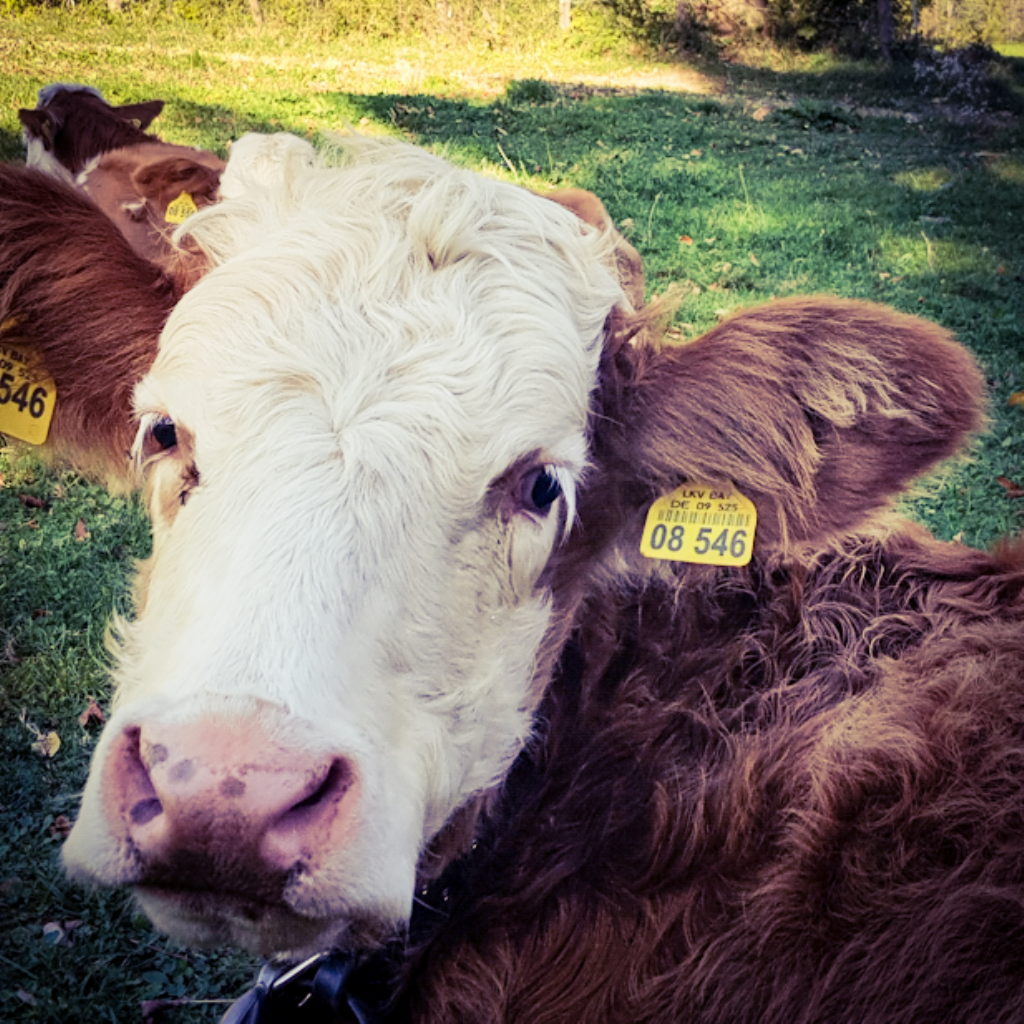 Hereford-Rind mit gelbem Ohrmarkt liegt auf Wiese bei der Denkalm