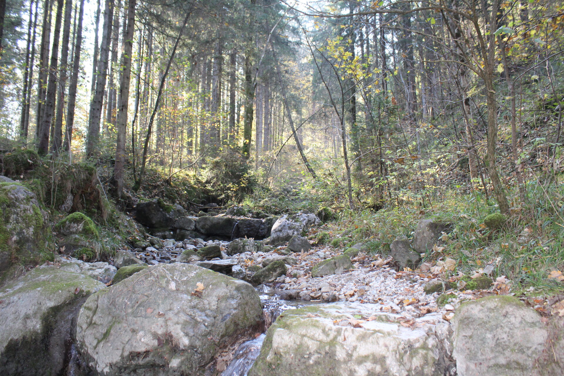 Wilder Gebirgsbach mit moosbedeckten Felsen im Herbstwald bei Oberammergau