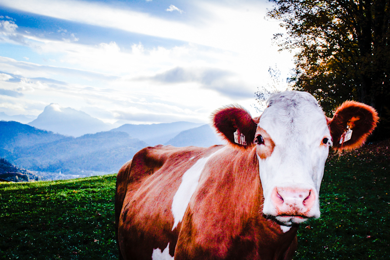 Kranzhorn im Oktobernebel: 700 Hm, eine Blindschleiche und Almkaffee