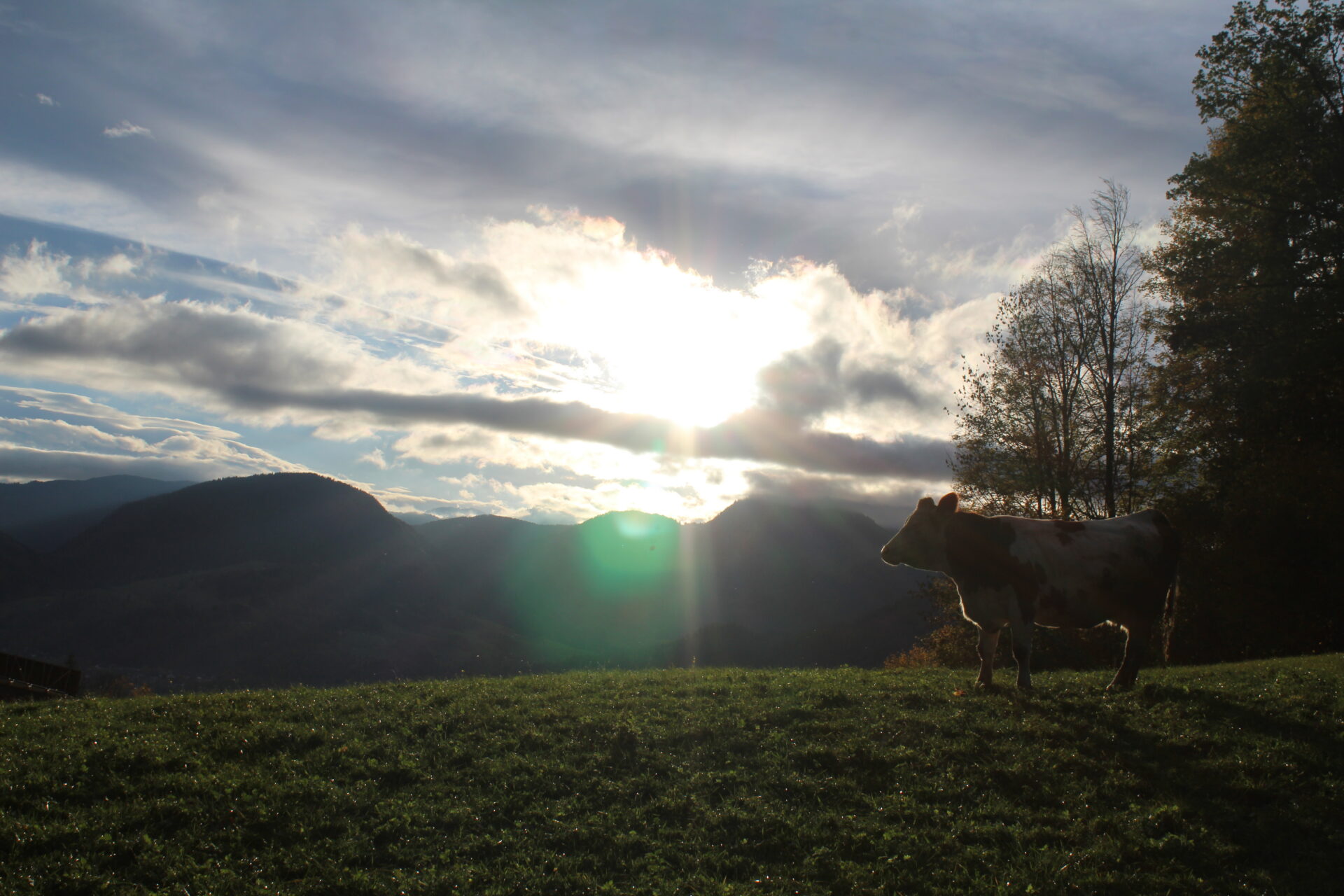 Kuh auf Alpenwiese am Kranzhorn mit dramatischem Sonnenuntergang und Bergpanorama