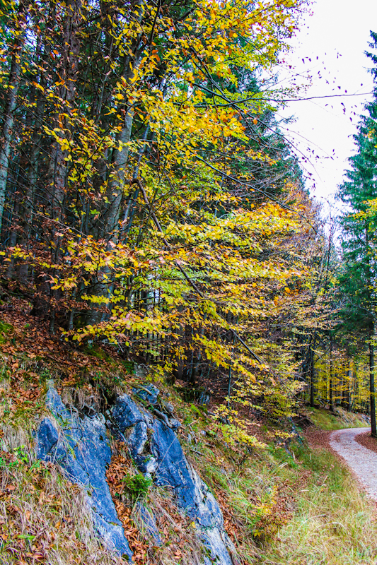 Herbstlicher Waldweg am Kranzhorn mit buntem Laub und Felsen