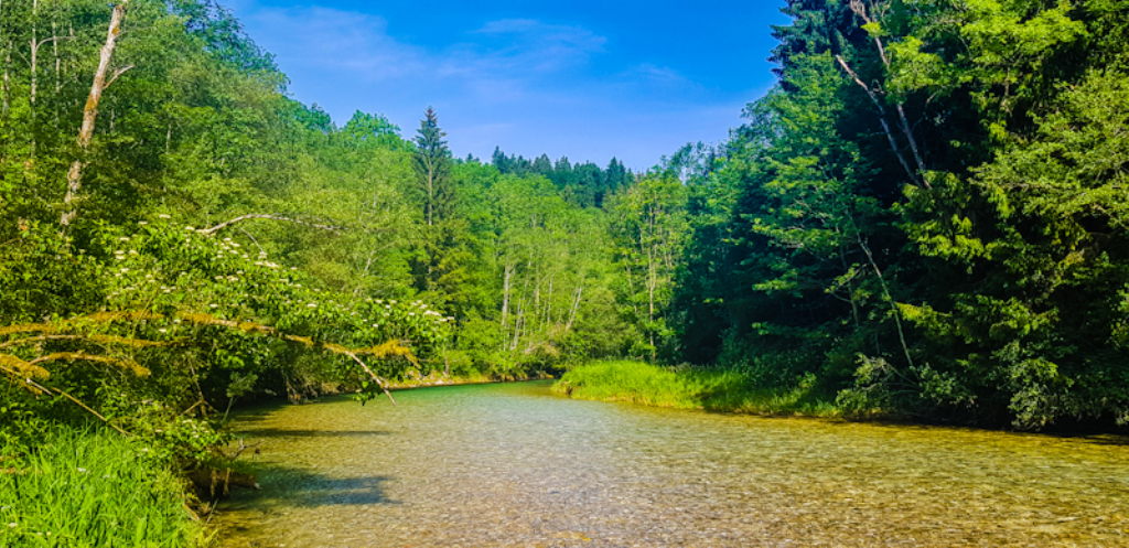 Klarer Bach am Spiralschacht Thalham umgeben von sommerlichem Wald