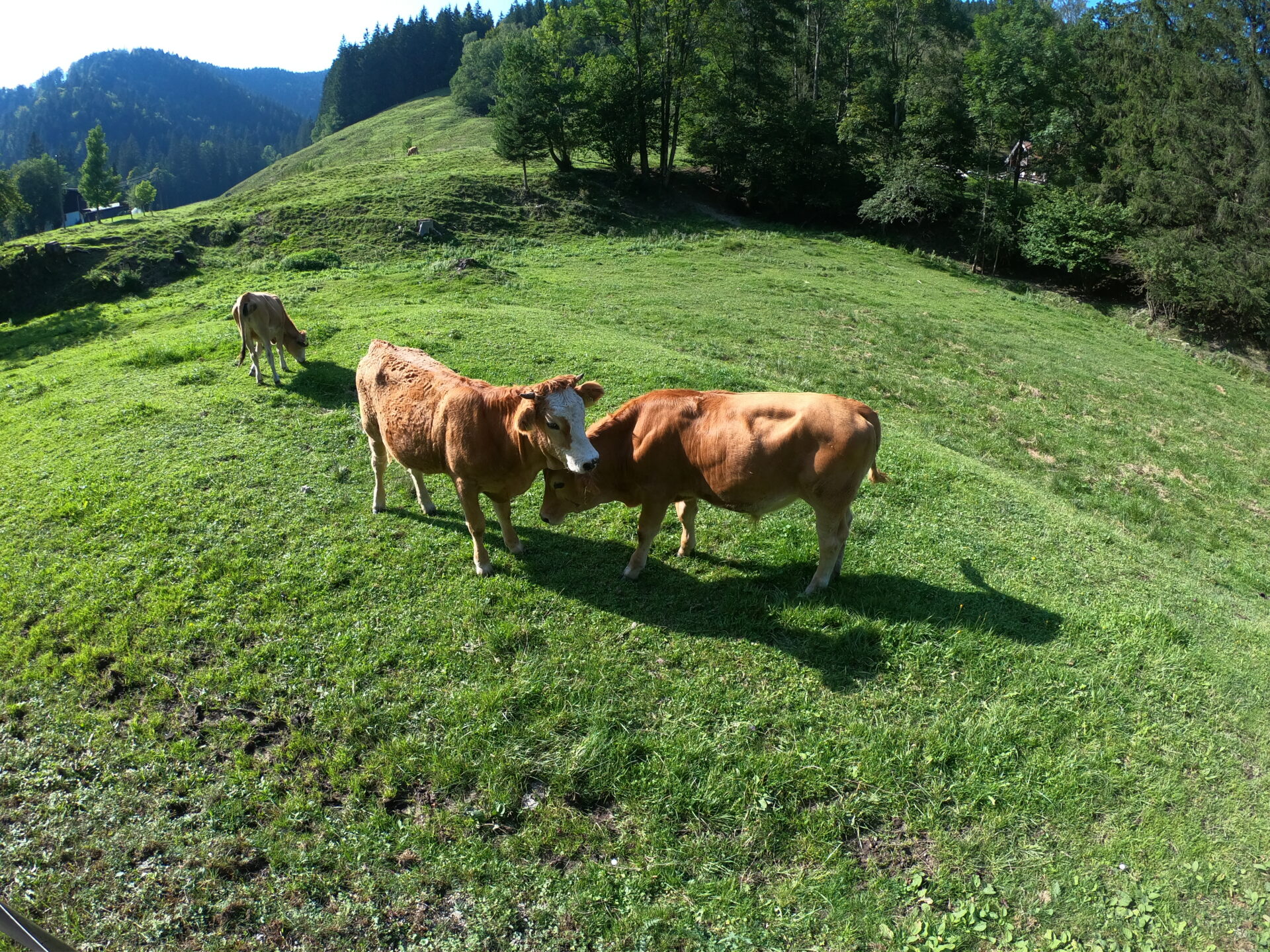 Zwei braune Kühe auf einer sonnenbeschienenen Almwiese unterhalb des Baumgartenschneid bei Schliersee