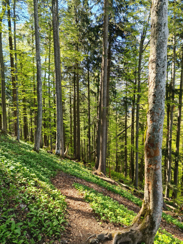 Schmaler Waldpfad im Abstieg vom Baumgartenschneid mit frischem Frühlingslaub
