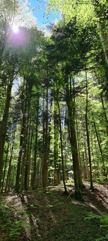 Lichter Wald am Riederstein mit Sonnenstrahlen durch die Baumkronen