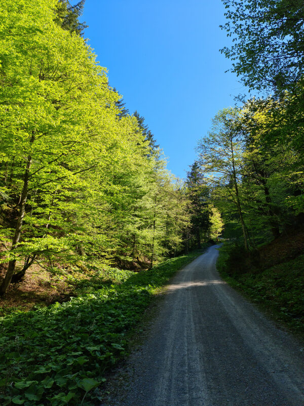 Breiter Forstweg im Frühlingswald am Schliersee mit hellgrünem Laubdach