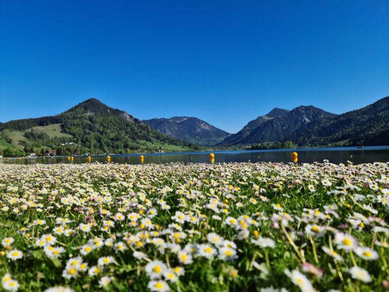 Gänseblumewiese am Schliersee mit Bergen und blauem Himmel im Hintergrund