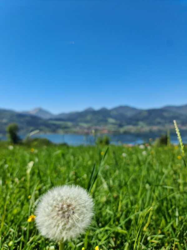 Pusteblume im Vordergrund, dahinter der Tegernsee und Berge unter blauem Himmel