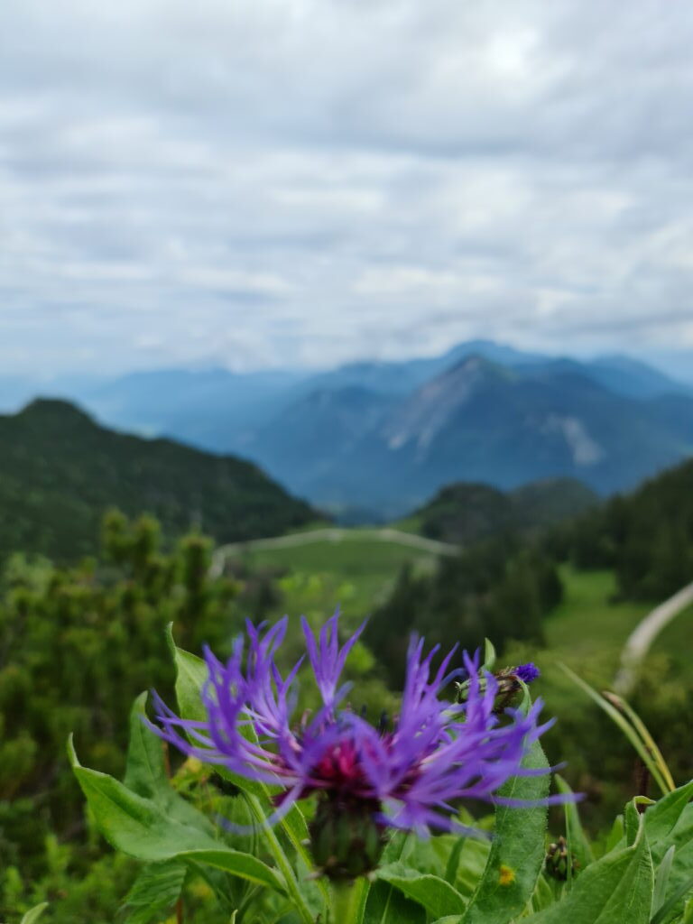 Bergflockenblume in lila am Gratweg mit Alpenkulisse im Hintergrund