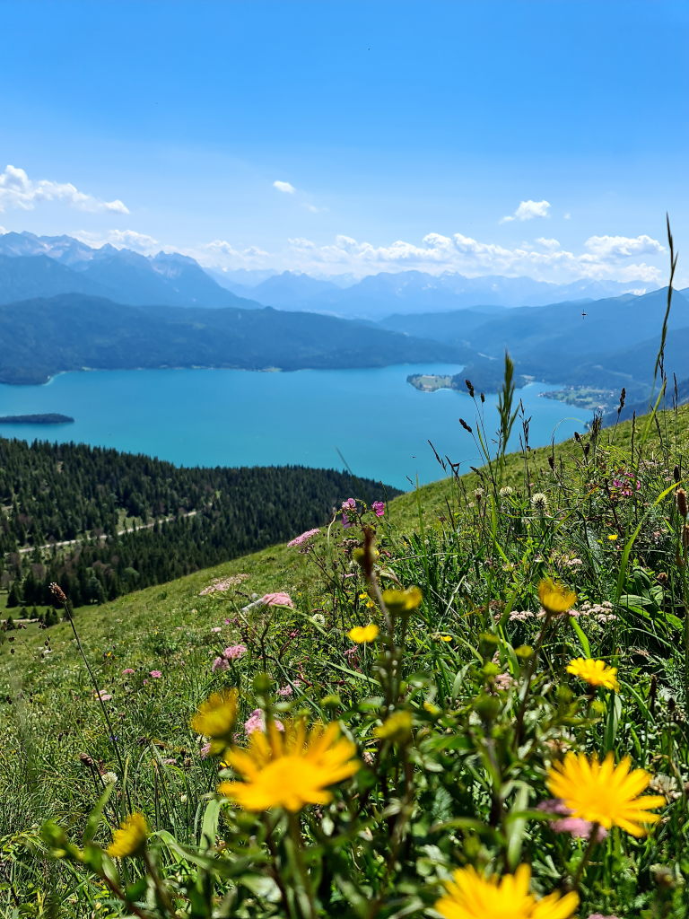 Jochberg Walchensee Blick über Almwiese mit Bergblumen im Juni 2020