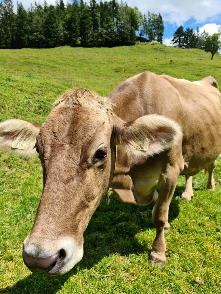 Nahaufnahme einer Kuh auf der Alm am Kranzhorn im Sommer Juli 2020