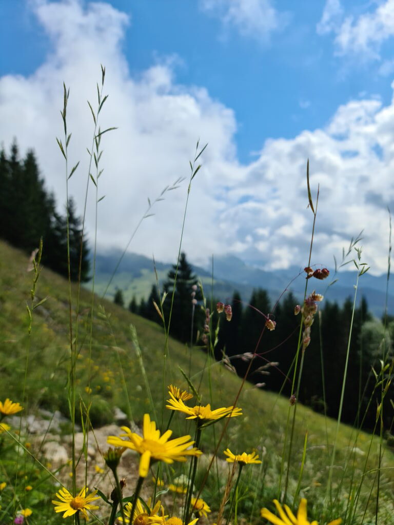 Gelbe Wildblumen auf einer Almwiese am Kranzhorn im Sommer 2020, im Hintergrund Berge und Wolken
