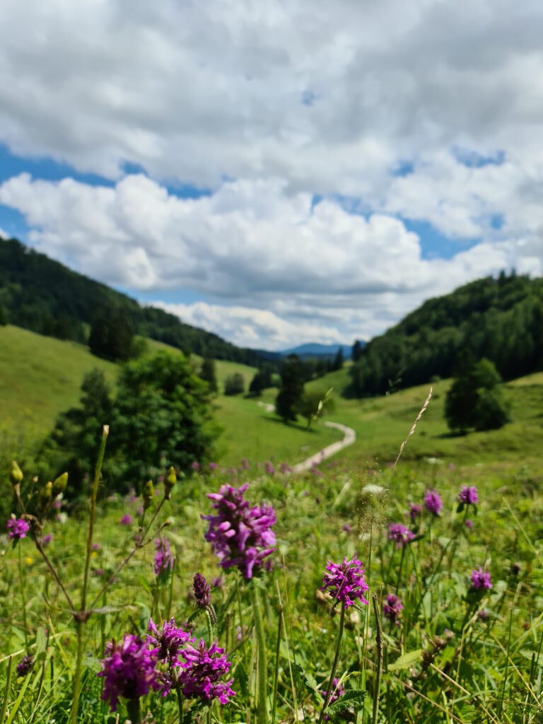 Blühende lila Wildblumen auf einer Almwiese am Kranzhorn-Wanderweg im Sommer Juli 2020