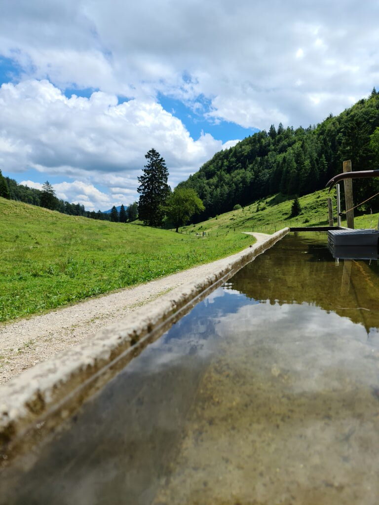 Steinerne Viehtränke auf der Alm am Kranzhorn-Wanderweg mit Spiegelung und Wiese Juli 2020