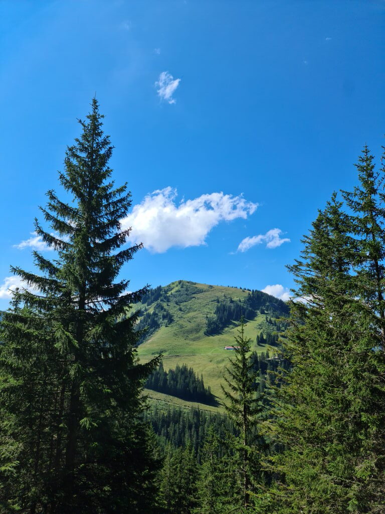 Blick durch Fichten auf den grünen Setzberg-Gipfel mit einer Almhütte