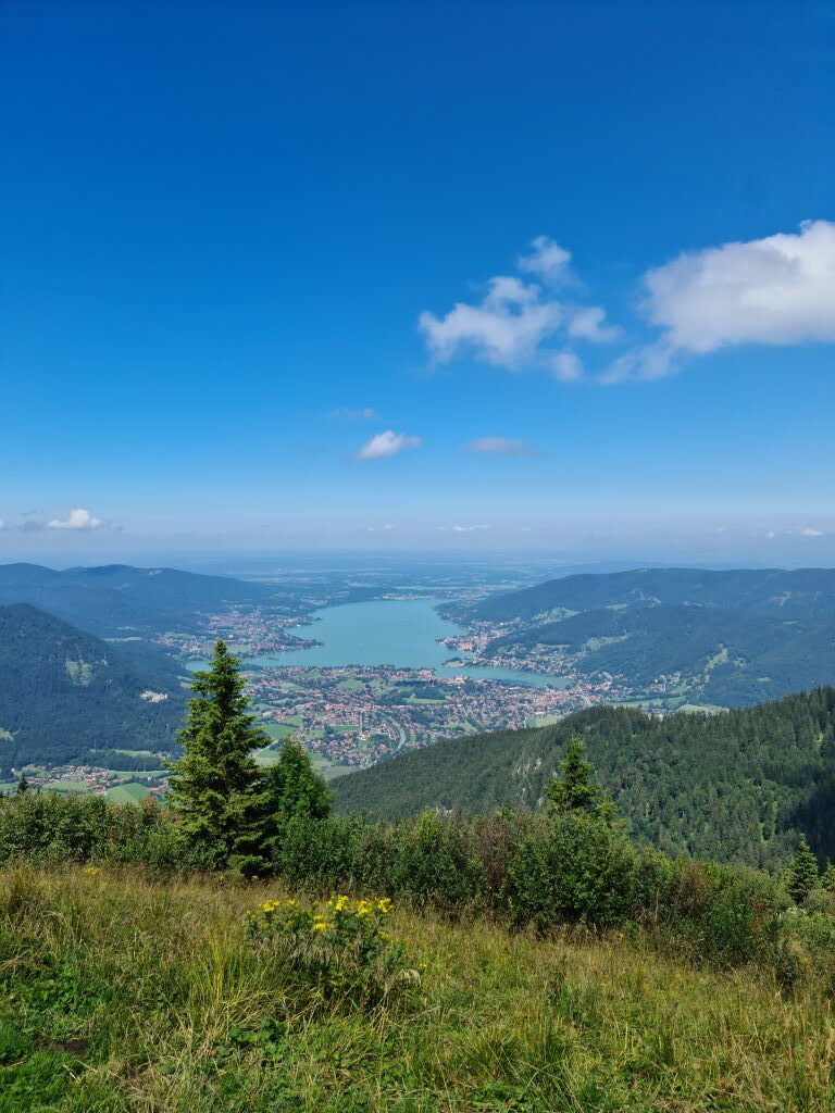 Weites Panorama vom Wallberg auf den Tegernsee mit gelben Almblumen im Vordergrund