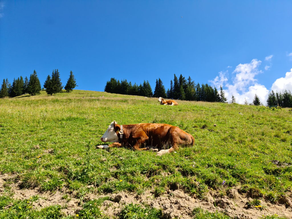 Liegende Kühe auf der sonnigen Alm zwischen Wallberg und Setzberg