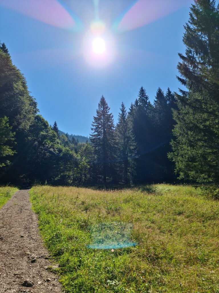 Sonnendurchflutete Lichtung am Wanderweg unterhalb des Wallbergs