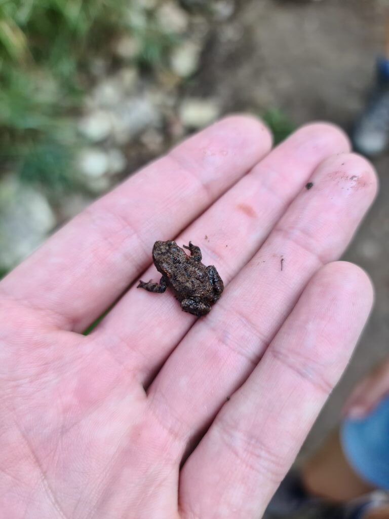 Kleine Kröte auf der Hand bei der Taubenstein-Wanderung im September 2020