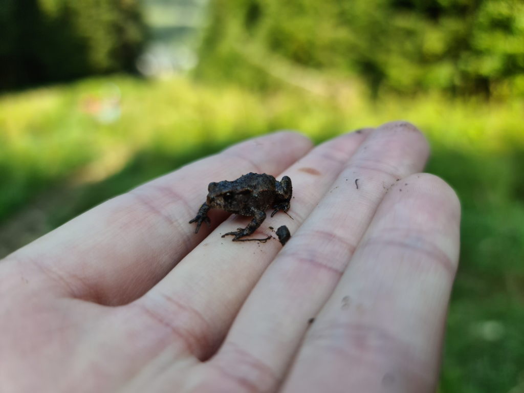 Kleine Kröte auf der Hand bei der Taubenstein-Wanderung im September 2020