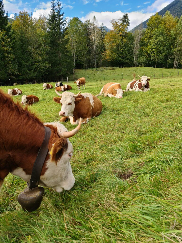 Fleckvieh-Kühe auf Almweide bei Jachenau am Glasbach im Oktober 2020