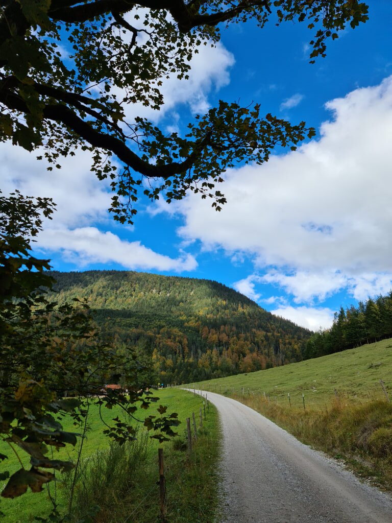 Schotterweg durch herbstliches Jachenautal mit buntem Waldberg und blauem Himmel Oktober 2020