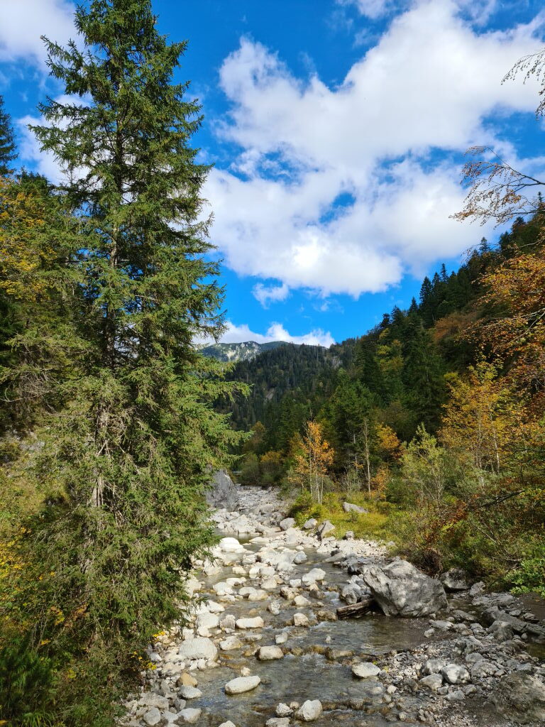Wilder Glasbach mit weißen Steinen im Flussbett und herbstlichem Bergwald Oktober 2020