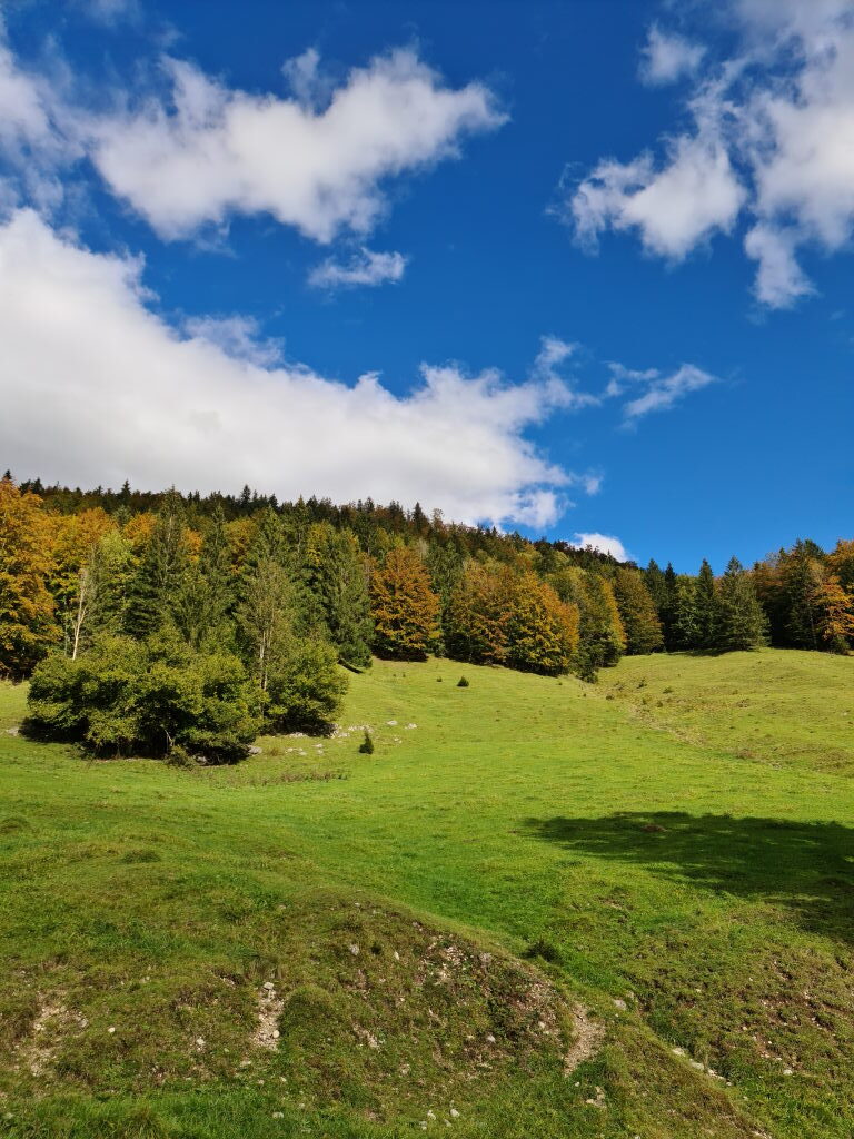 Herbstliche Almwiese bei Jachenau mit buntem Waldrand und blauem Himmel im Oktober 2020