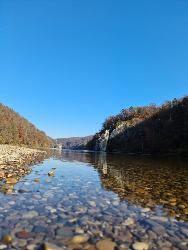 Donaudurchbruch mit herbstlichem Laubbaum über dem Fluss, klare Spiegelung im Wasser, November 2020