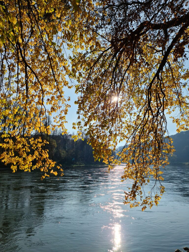 Goldgelbe Linde über der Donau im Gegenlicht, Sonne bricht durch die Äste, Herbst Donaudurchbruch November 2020