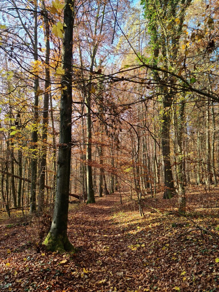 Herbstwald im Altmühltal bei Kelheim, laubbedeckter Wanderweg zwischen Buchen, November 2020