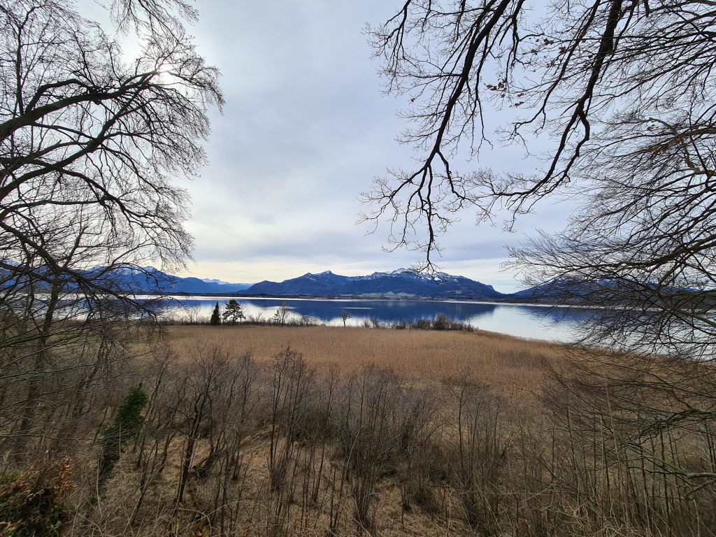 Blick vom Chiemsee-Ufer auf die Herreninsel mit Schilf im Vordergrund und schneebedeckten Alpen im Hintergrund, März 2021