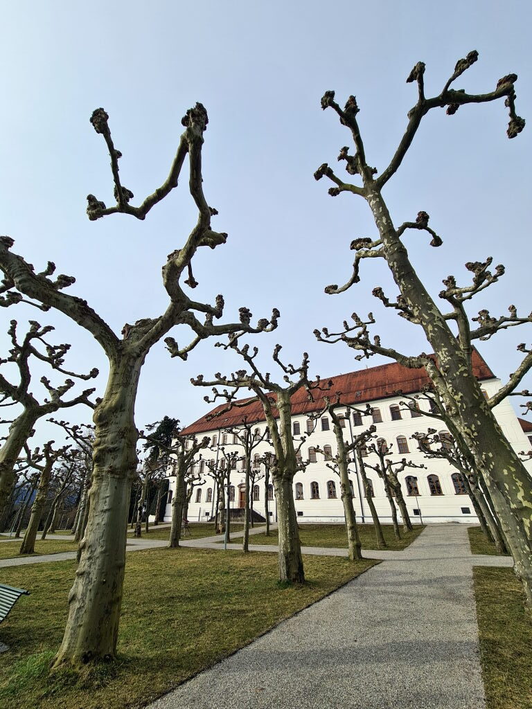 Kahle Platanen im Schlosspark Herrenchiemsee vor dem weißen Klostergebäude, März 2021