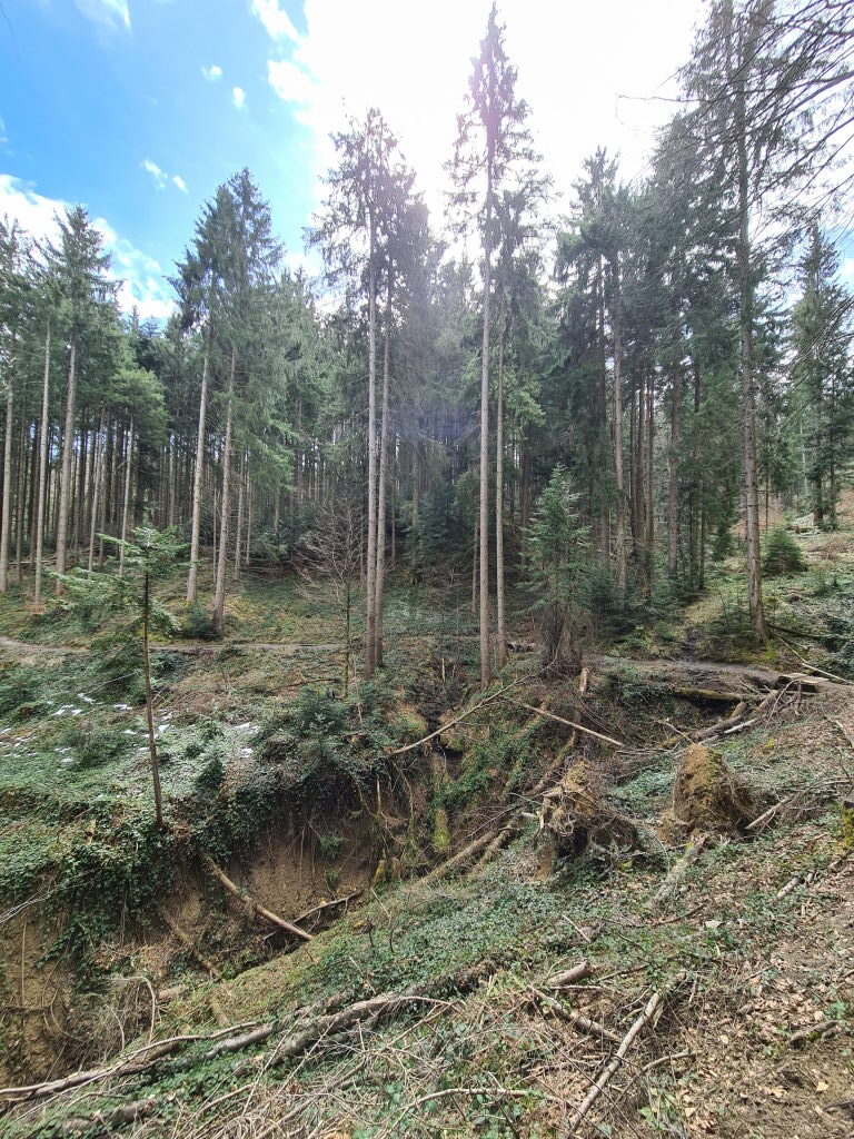 Erdrutsch am Waldhang beim Taubenberg mit freigelegten Wurzeln und aufgerissenem Boden