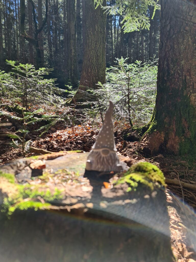 Kleiner Waldwichtel auf einem Baumstamm im Nadelwald am Taubenberg