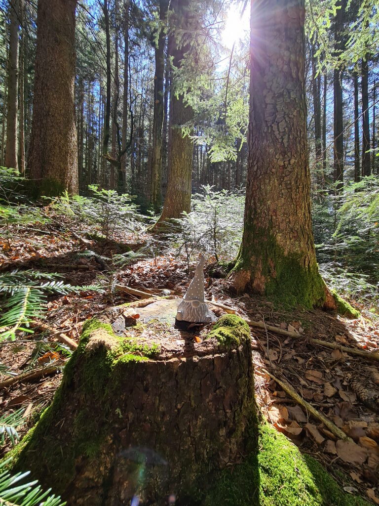 Waldwichtel auf moosigem Baumstumpf im Sonnenlicht im Taubenberg-Wald