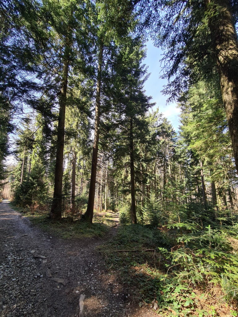 Breiter Schotterweg durch hohen Nadelwald am Taubenberg im April