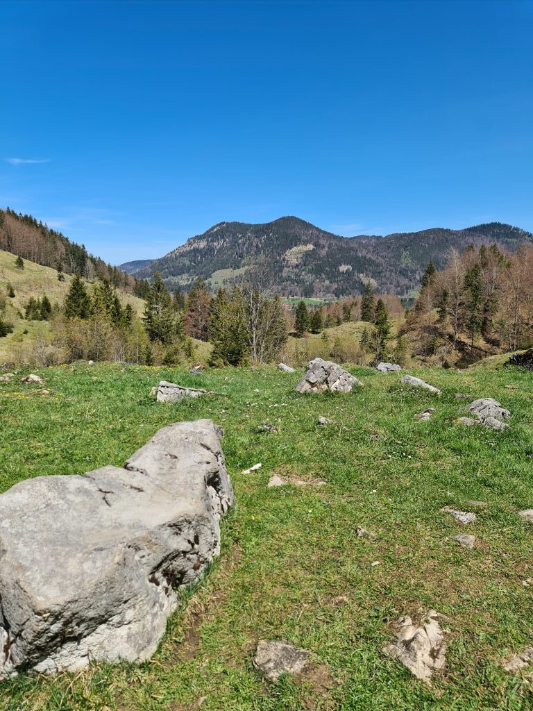 Weite Almwiese mit verstreuten Felsblöcken, dahinter bewaldete Berghänge und blauer Himmel am Spitzingsattel, Mai 2021