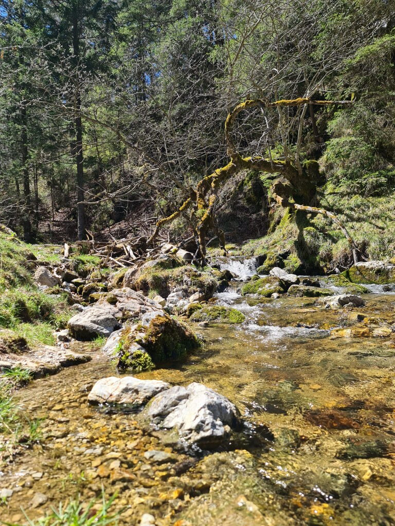 Klarer Wildbach mit moosbedeckten Felsen und Baumwurzeln im Bergwald am Jägersteig beim Spitzingsee, Frühjahr Mai 2021