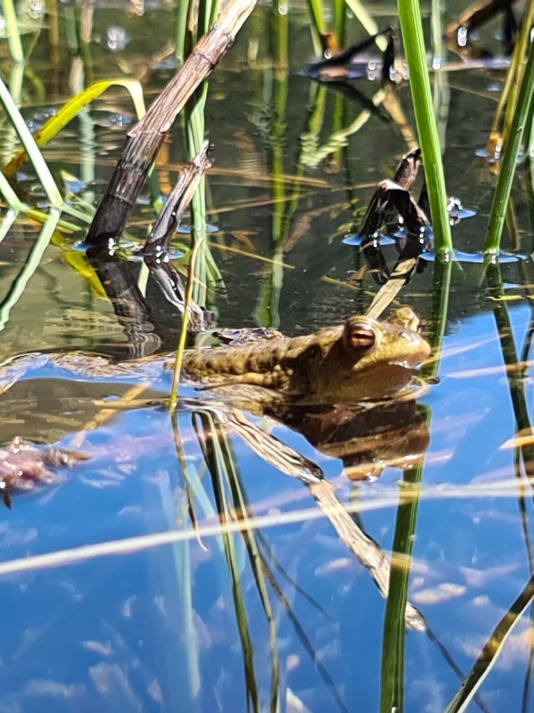 Frosch im Flachwasser zwischen Schilfhalmen am Ufer des Spitzingsees, Mai 2021