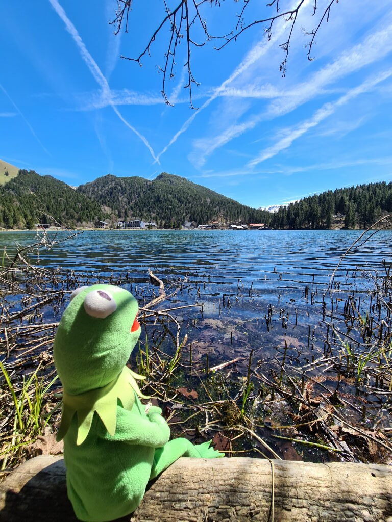 Kermit der Frosch als Plüschtier sitzt auf einem Baumstamm am Schilfufer des Spitzingsees und schaut über den See zu den bewaldeten Bergen, Mai 2021
