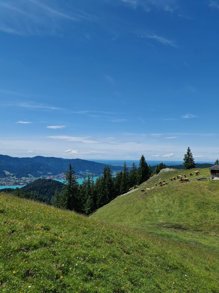 Panoramablick vom Baumgartenschneid auf den türkisfarbenen Tegernsee mit Almwiesen und grasenden Rindern im Vordergrund